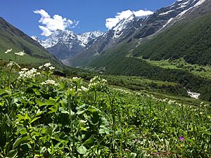 "Flowers Blossom at Valley of Flowers Chamoli, India" 58