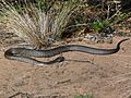 20060306 King Island Tiger Snake