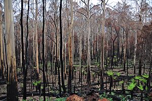 2009 Victorian bushfires Acheron Way DSC 0324