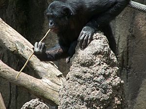 A Bonobo at the San Diego Zoo "fishing" for termites