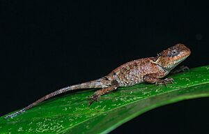 Acanthosaura lepidogaster by Rushen (cropped).jpg