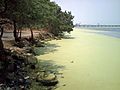 Aguas del lago de Maracaibo contaminadas por Lemna 03