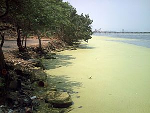 Aguas del lago de Maracaibo contaminadas por Lemna 03