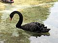 Akron Zoo Swan