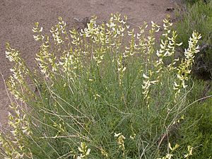Astragalus filipes.jpg