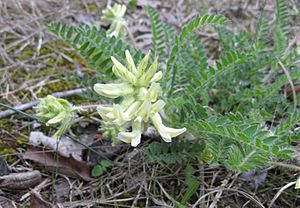 Astragalus tennesseensis.jpg