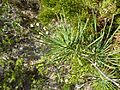 Banksia tricuspis (foliage)