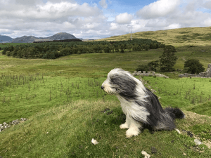 Bearded Collie sitting on a hill on a windy day in Wales