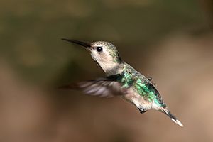 Bee hummingbird (Mellisuga helenae) female in flight.jpg