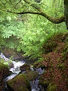 Birks of Aberfeldy