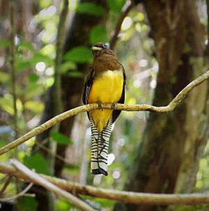 Black-throated Trogon. trogon rufus female - Flickr - gailhampshire.jpg