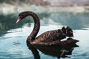 Black Swan bg