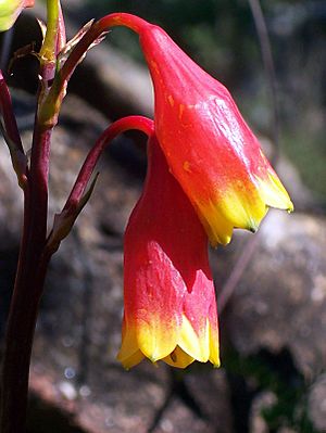 Blandfordia nobilis Berowra Valley.JPG