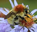 Bombus muscorum Aster Flower 2