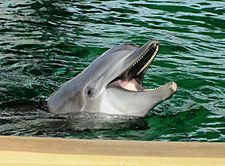 Bottlenose dolphin, Nicholas, Clearwater Marine Aquarium, Clearwater, Florida 3