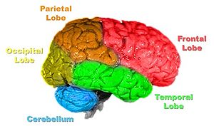 Brain-anatomy