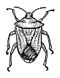 Bug (PSF).jpg