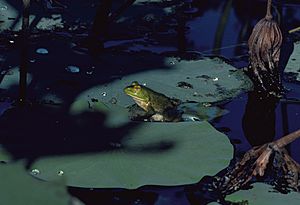 Bullfrog - Rana catesbeiana