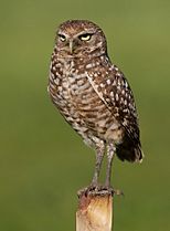 Burrowing Owl 4354