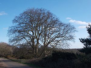 Butley, Suffolk, a Clump in March