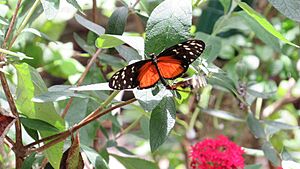 Butterfly World, Florida