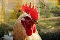 CHUCK - Flickr - Cornelia Kopp