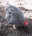 California Gray chicken