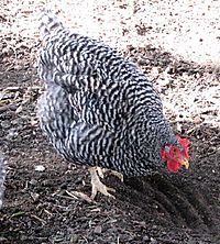 California Gray chicken.jpg