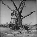 Car wrapped around large tree by tornado. Udall, Kansas - NARA - 283886