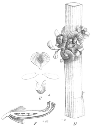 Carmichaelia australis Taub117c.png