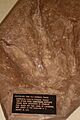 Cast of Eubrontes Gigantis track by Paul Olsen