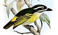 Catalogue of the Birds in the British Museum (1891 - 1891) (20584919441), Barbatula bilineata