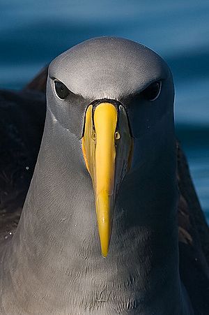 Chatham albatross (Thalassarche eremita).jpg