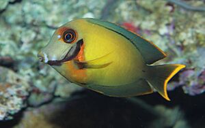 Chocolate tang - Acanthurus pyroferus.jpg