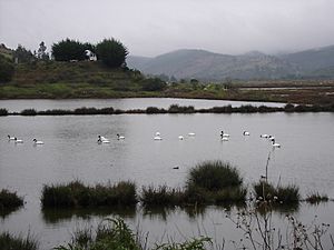 Cisnes en Cahuil