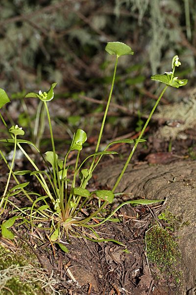 Claytonia perfoliata 6641