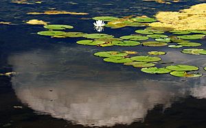 Cloud and Water Lily (843564879)
