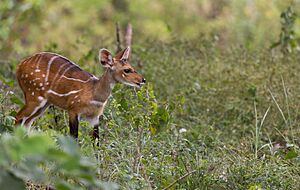 Comoe Bushbuck