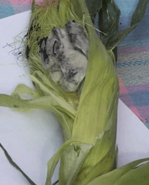 Corn smut on an infected ear of corn