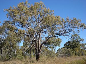 Corymbia erythrophloia tree.jpg