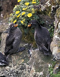 Crested Auklet pair