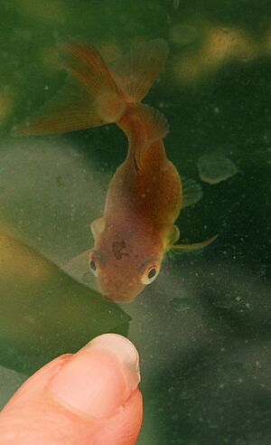 Curled gill goldfish
