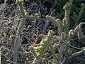 Cylindropuntia californica californica 207853316