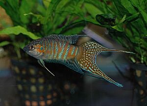 DV Paradise fish male 03
