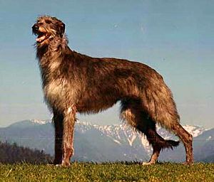 Brindle deerhound store