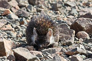 Desert Hedgehog from Eastern Saudi Arabia
