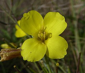Diplotaxis tenuifolia flower
