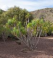 Dracaena ellenbeckiana - Jardín Botánico Canario Viera y Clavijo - Gran Canaria