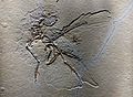 Eleventh Archaeopteryx specimen