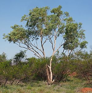 Eucalyptus victrix.jpg